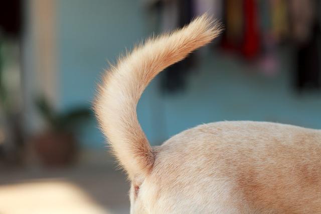 原创狗狗的尾巴为什么不能拉除了容易被咬还可能导致狗狗受伤