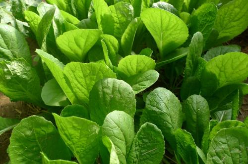 白露过后天气变凉,农村菜园子种植小白菜,应该如何管理
