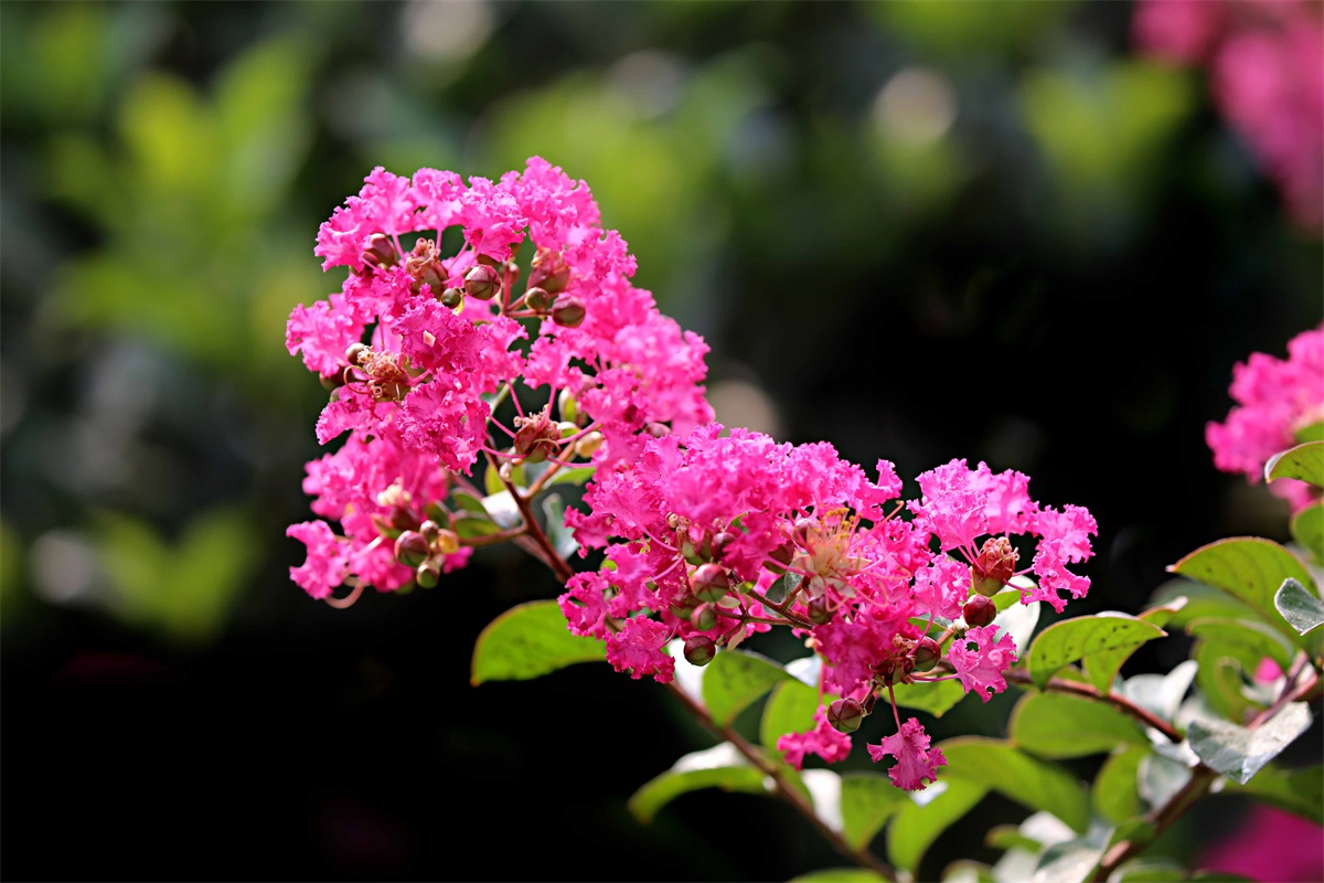 紫薇——盛夏绿遮眼 此花红满堂