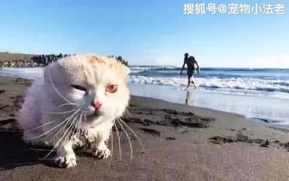 铲屎官带小猫去海边,露出一脸"土包子进城"的表情,让人笑到抽搐