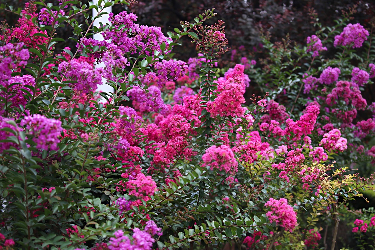 紫薇——盛夏绿遮眼 此花红满堂