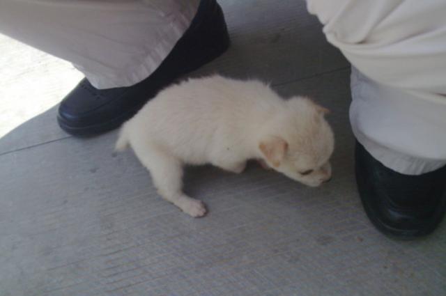 怎么才能让狗狗定点尿尿 72d37c52bbf2433d9cc56a6f8385c48e.jpeg