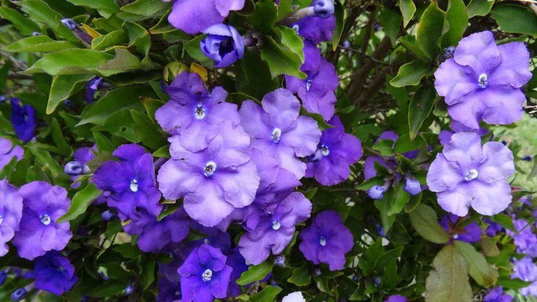 茉莉为什么开紫色花