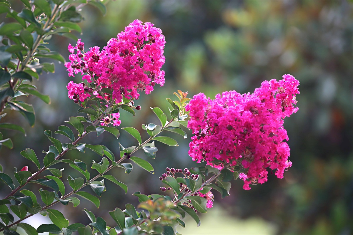 紫薇——盛夏绿遮眼 此花红满堂