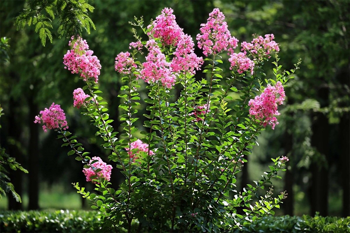 紫薇——盛夏绿遮眼 此花红满堂