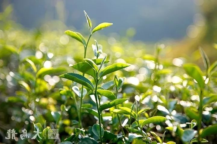 「大乌龙」以手工采摘的明前嫩叶为原材,这座蜚声中外的乌龙茶之乡