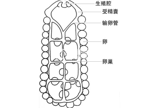 雄性生殖系统由精巢,输精管,雄性孔,生殖腔,贮精囊,圆柱腺和精荚腺等