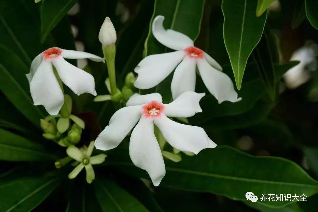 识花| 看图猜花名,了解更多有趣花卉知识