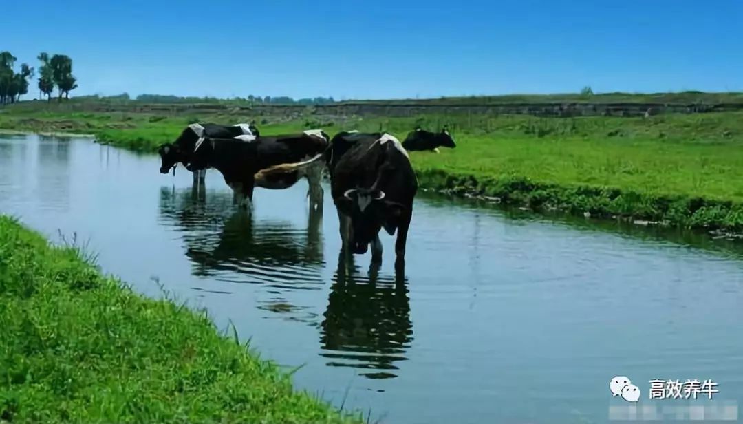 稻草可以吸水3—5公斤,能够满足牛日饮水量的30—40%
