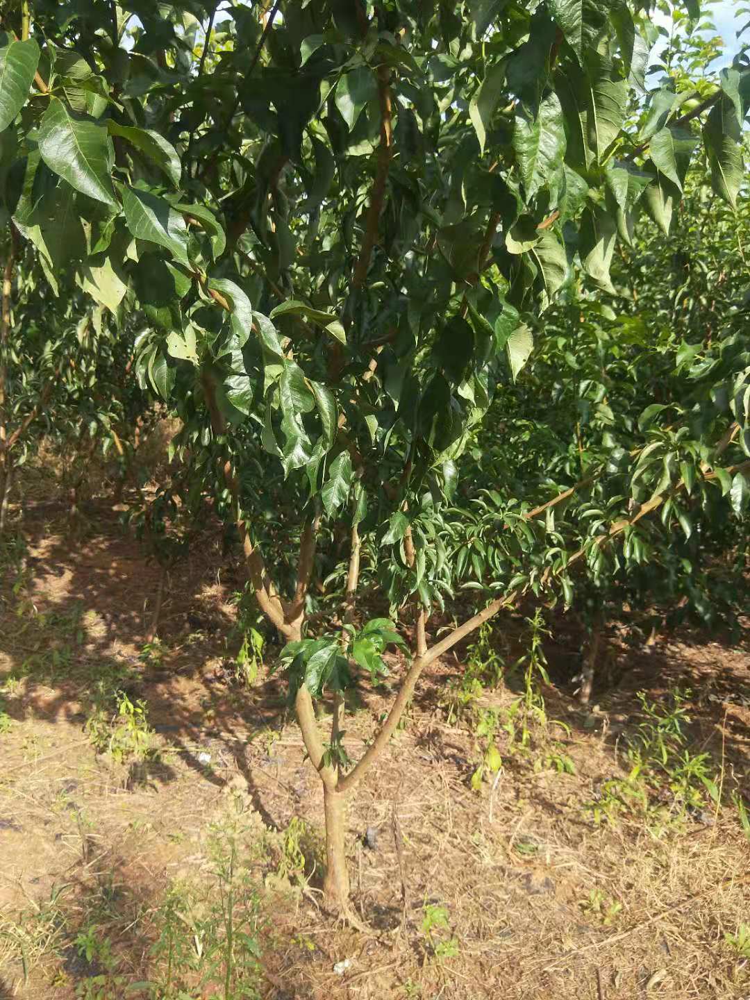 2,矮化李子树结果期修剪 栽植2—3年的李子,整形