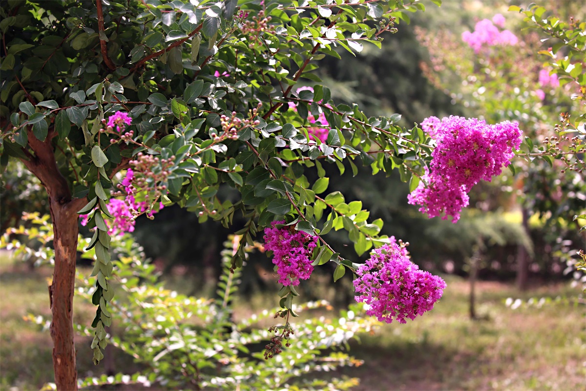 紫薇——盛夏绿遮眼 此花红满堂