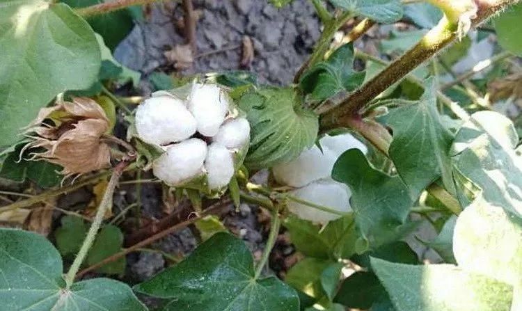 如何通过棉花成熟度来确定打脱叶剂的时间