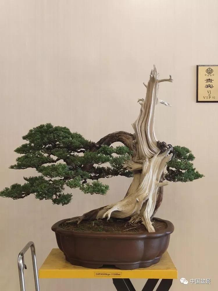 新型职业农民盆景制作园艺师培训班