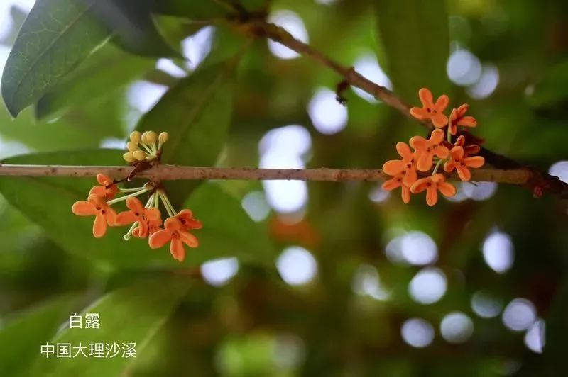 云南 福建这是属于白露节气的景色…荷花要落败了山楂红了桂花开了