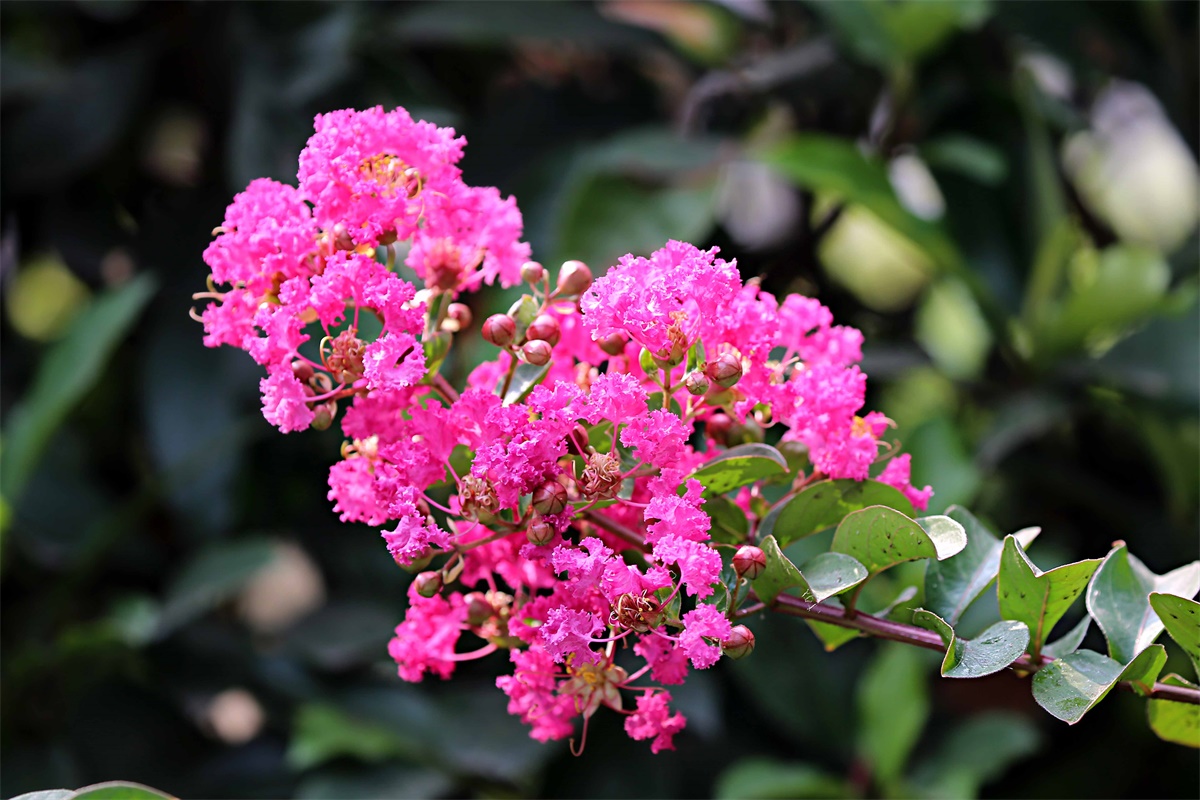 紫薇——盛夏绿遮眼 此花红满堂