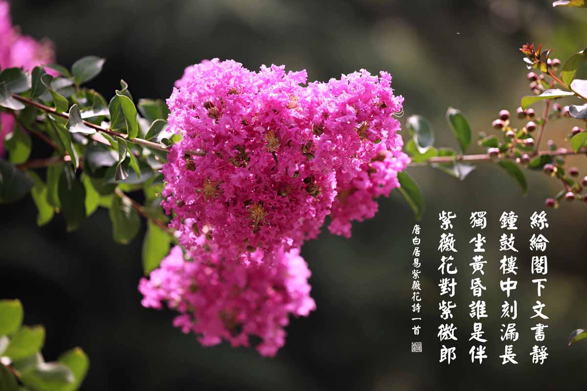 紫薇——盛夏绿遮眼 此花红满堂