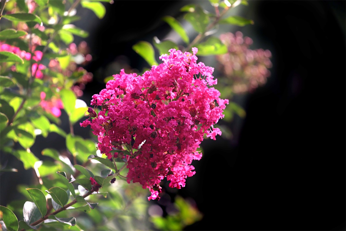 紫薇——盛夏绿遮眼 此花红满堂