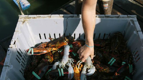 英媒：对华出口量远超美国加拿大龙虾成“意外赢家”