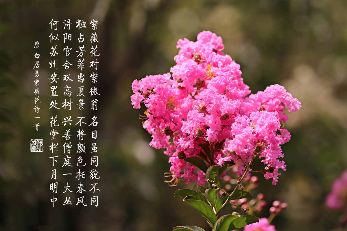 紫薇——盛夏绿遮眼 此花红满堂