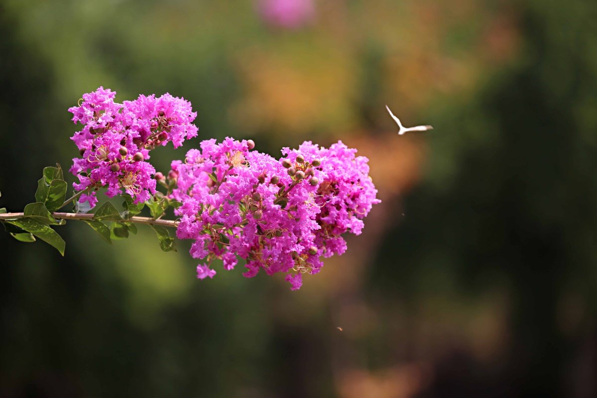 紫薇——盛夏绿遮眼 此花红满堂