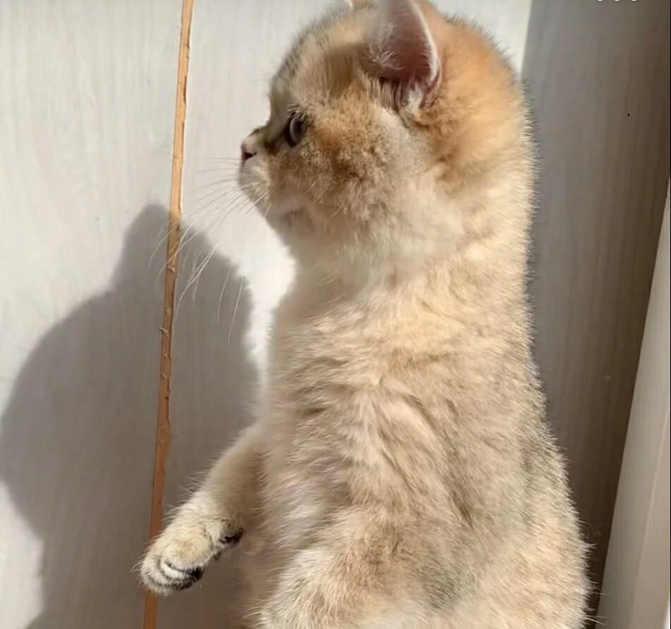 猫咪怎么才会让人抱 c420bb5cbc7e47dd8faca4d3496b9235.jpeg