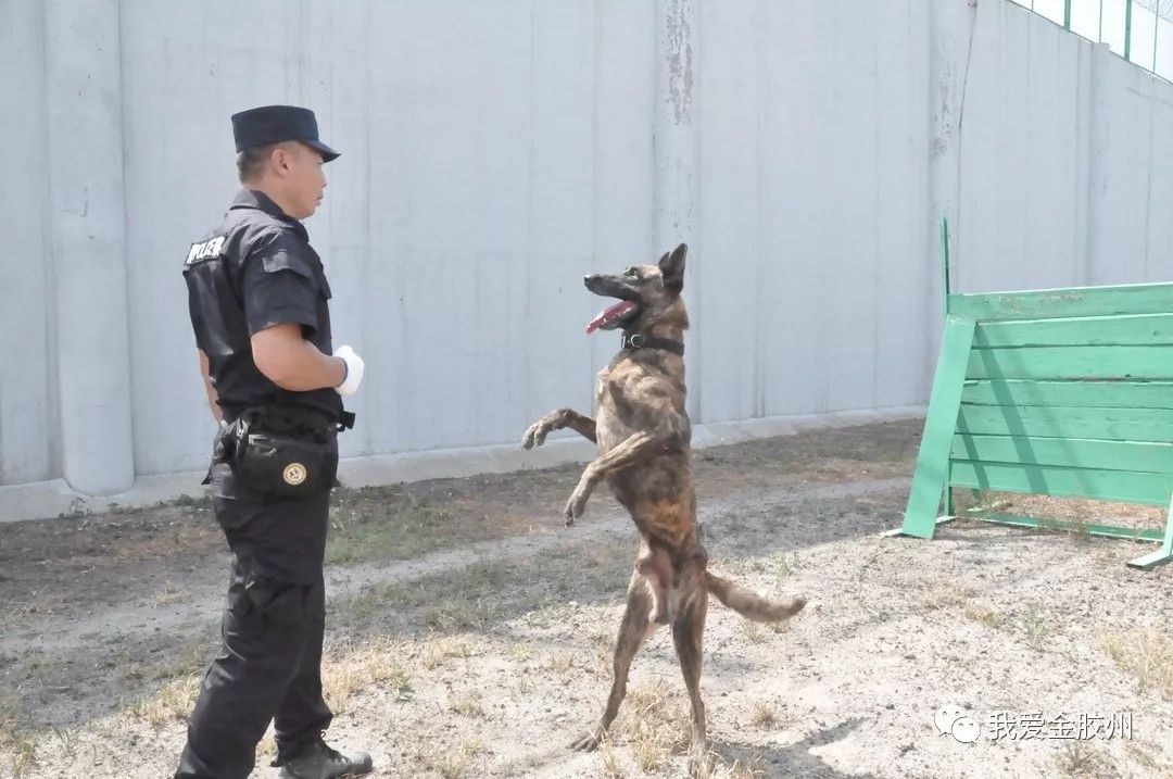 【关注】探秘胶州警犬训练基地!看如何练就"人犬合一"