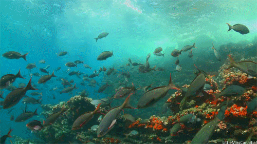 c4e90ed60ef94fc2b3ea6d89ab2c9331.gif