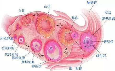 论黄体的重要性