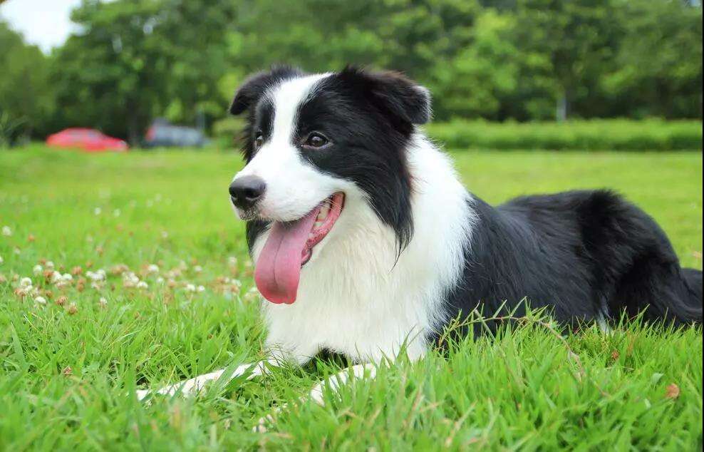 犬种智商排名_中华田园犬智商排名(3)