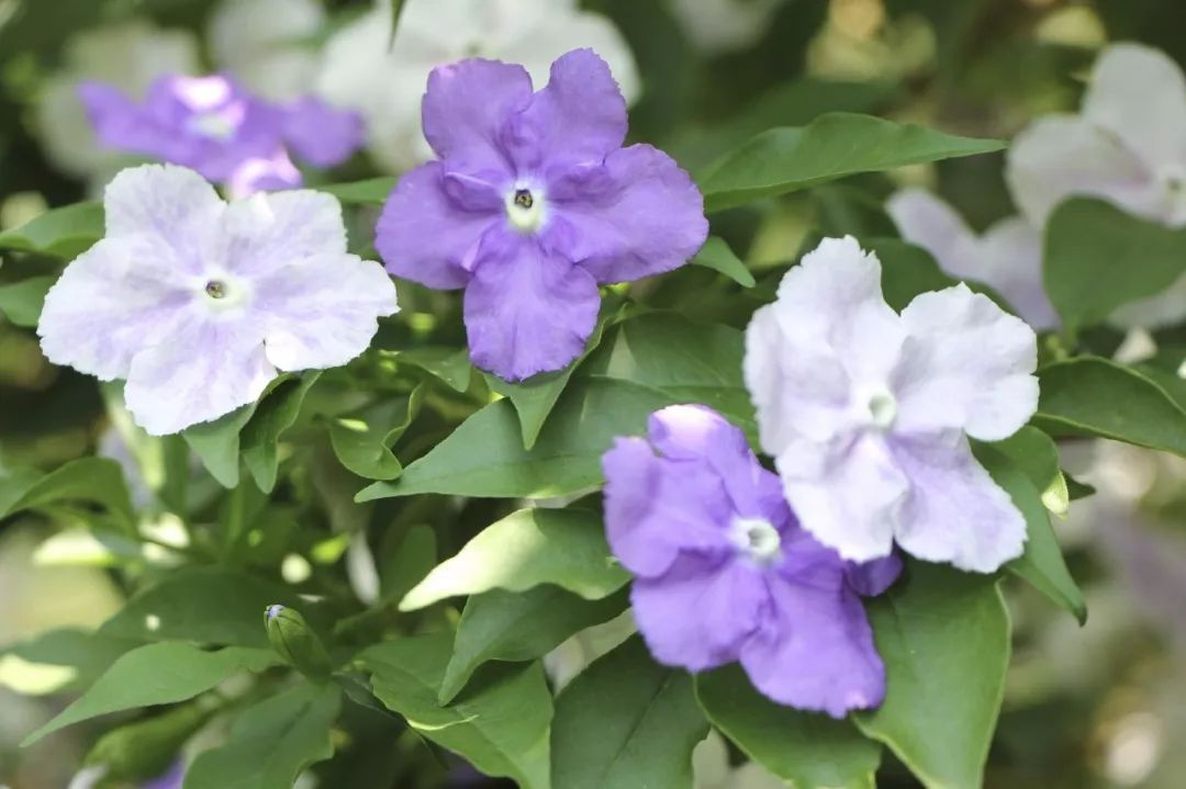 茉莉为什么开紫色花