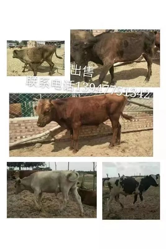 八公草什么成语_草什么花什么成语