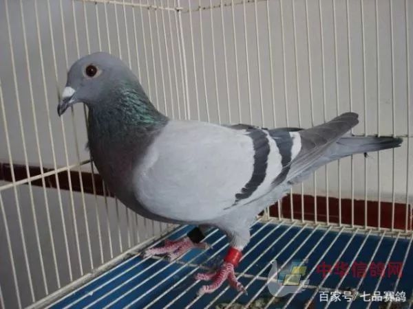 信鸽信息网查询方法 d87fecbf03f74fdfa99f58d1c79ccd9a.jpeg