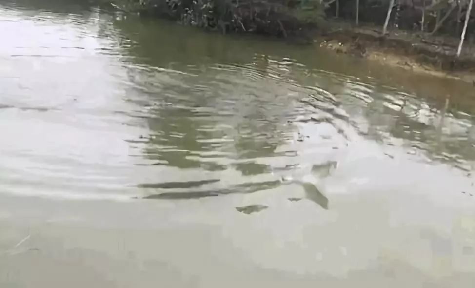 怎么养鱼不喂饲料 da003d34202c4945b146b1f1c83093b9.jpeg