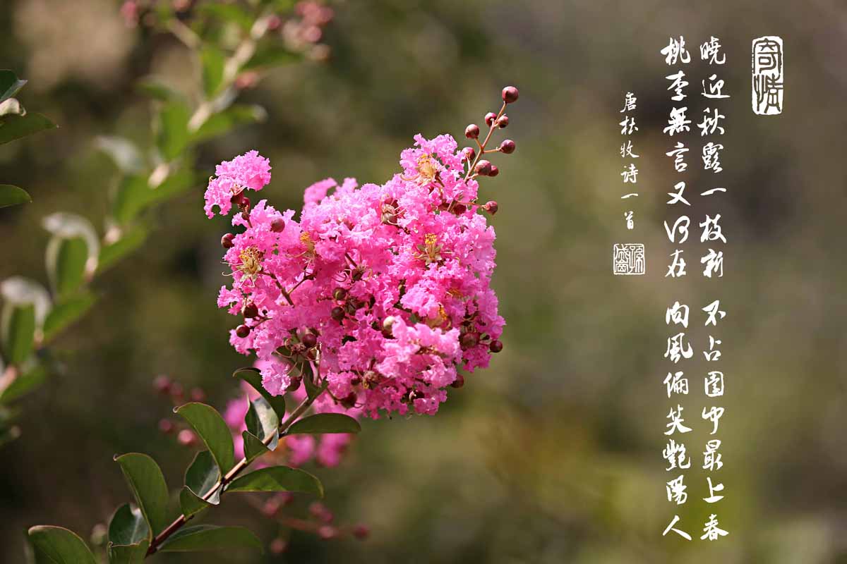 紫薇——盛夏绿遮眼 此花红满堂