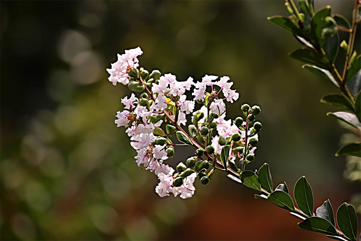 紫薇——盛夏绿遮眼 此花红满堂