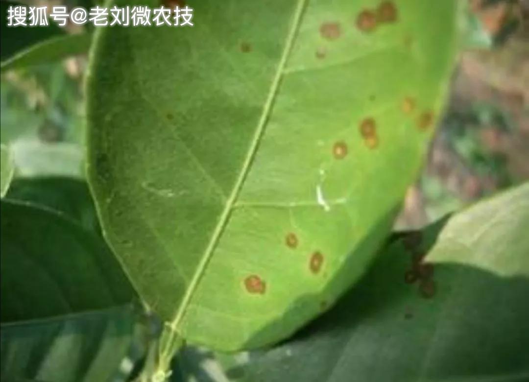 种植沃柑最怕的六大致命病害,提前防治是关键!看了你就知道