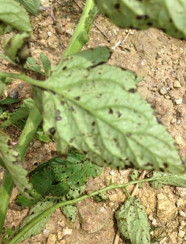 南蔬技术手把手从入门到精通番茄病害