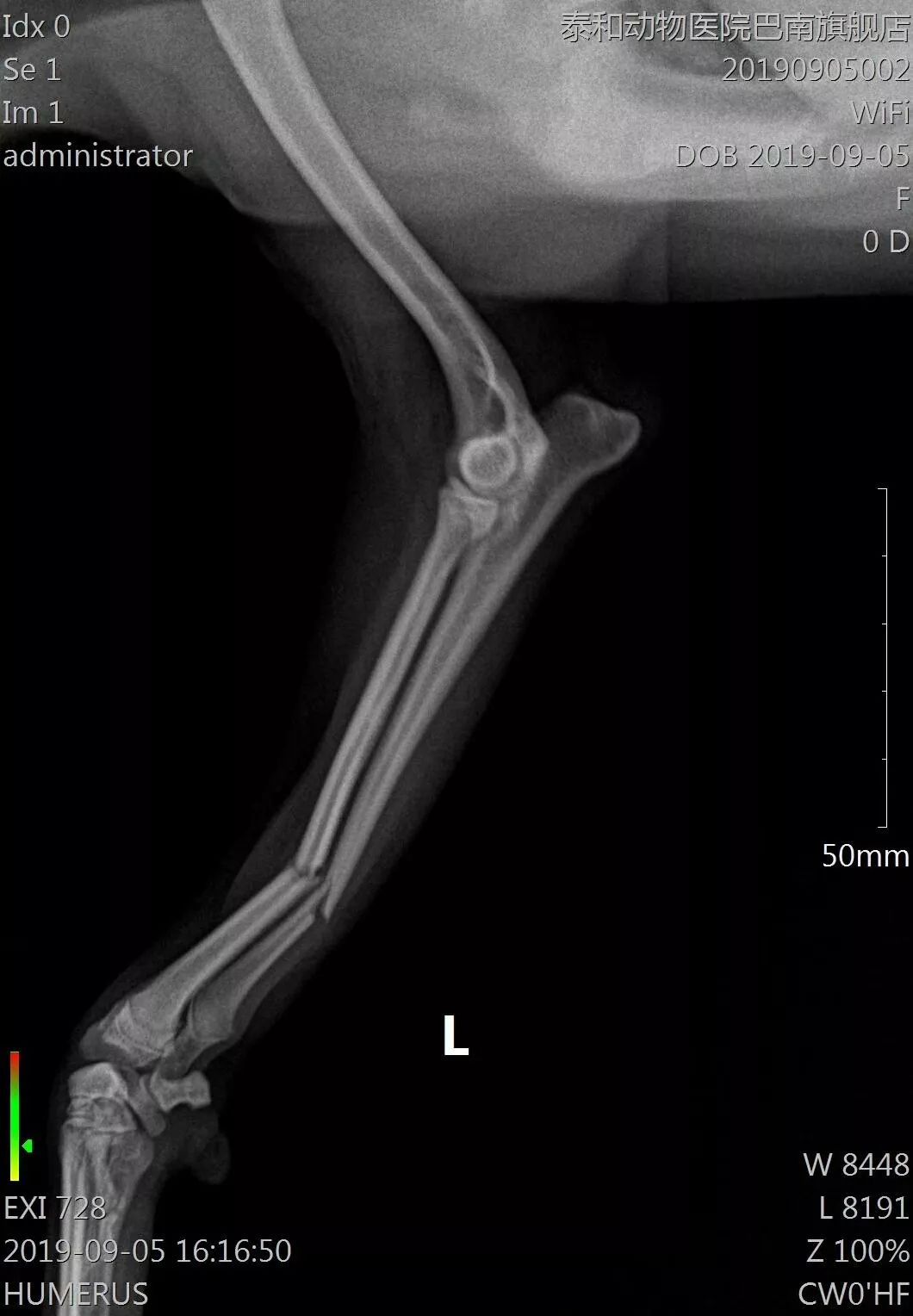 病例分享贵宾犬桡尺骨骨折腕关节脱位prcl锁定骨板系统临床病例分享