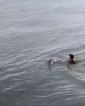 20秒生死救援！哈尔滨小伙溺水，“眼镜哥”救人后悄然离开