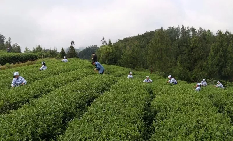 2019年巴中南江县GDP_巴中南江县图片(2)