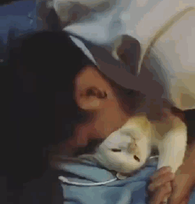 好好的一只猫,被我糟蹋之后……-搜狐大视野-搜狐新闻
