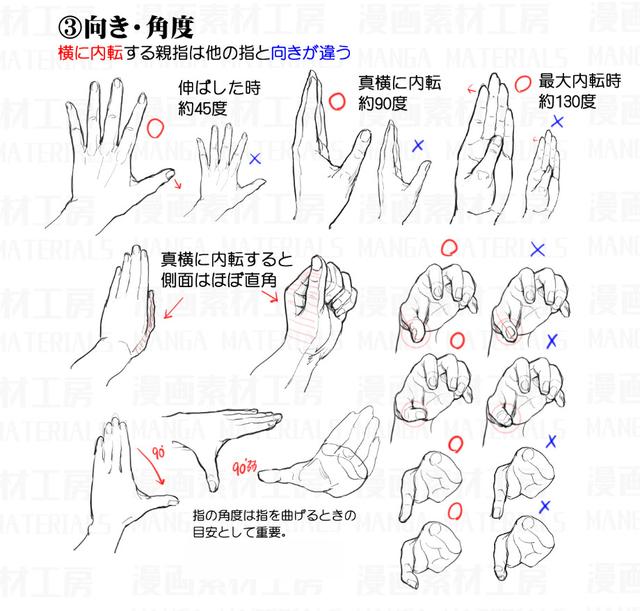 手指和手部结构分解图参考