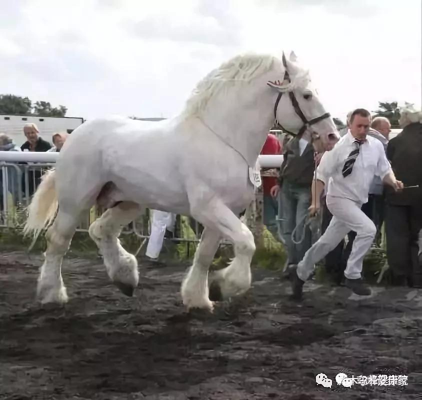 世界上10大重型马