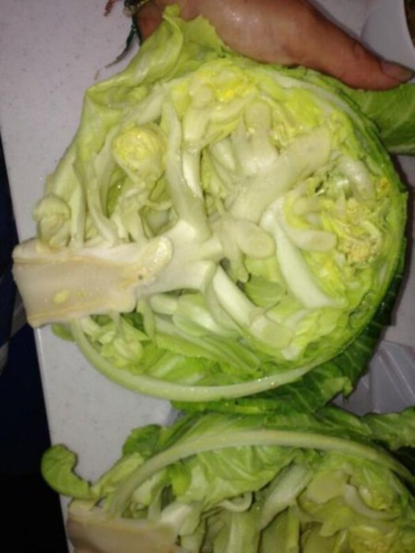 日本核辐射灾难之后:变异的瓜果蔬菜