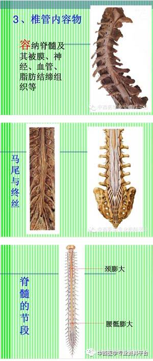 超实用脊椎解剖详解