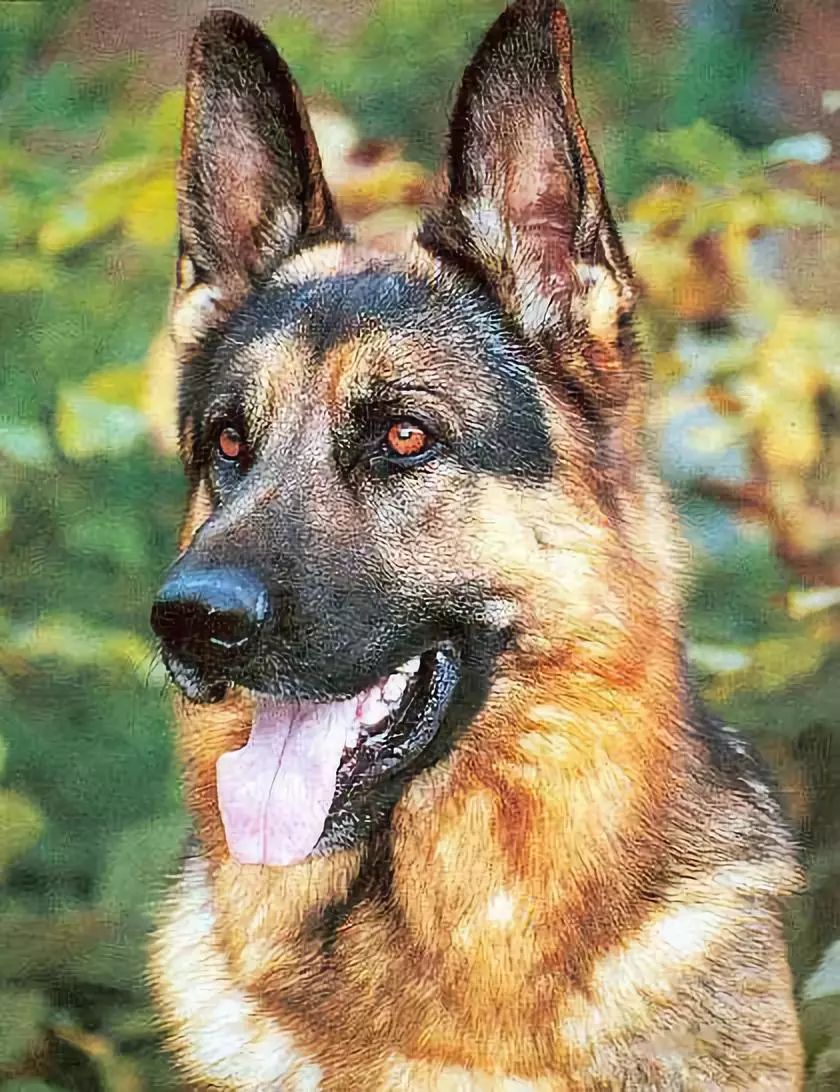 昆明犬其实我们通常说的狼狗指的是昆明犬.适用于警犬.29.