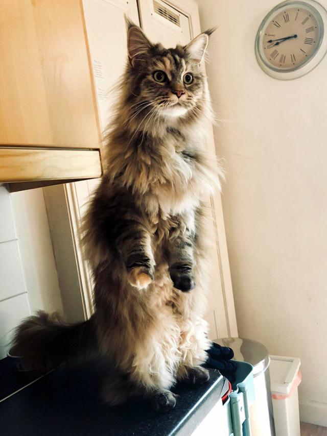 都说大橘为重咱缅因猫第一个不答应了