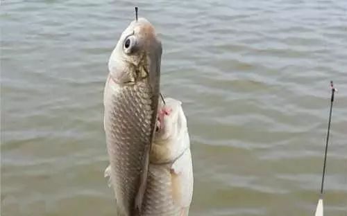 33e819cdec3d4c98a37505e94b2d1ada.jpeg