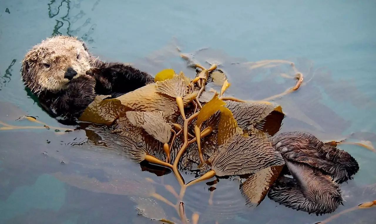 趣味科普】你知道吗，这种小动物是手牵手睡觉的_搜狐网, image size:1280x764
