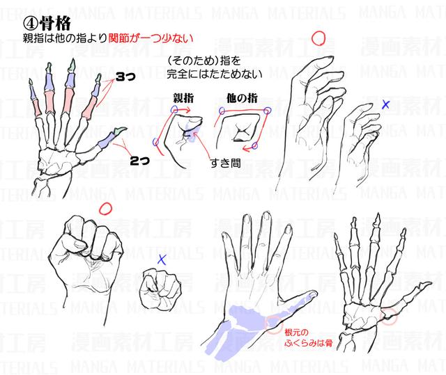 手指和手部结构分解图参考